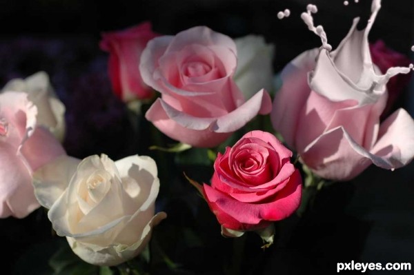 Creation of Splashing Roses: Step 4