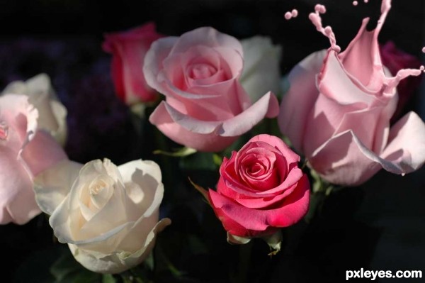 Creation of Splashing Roses: Step 5
