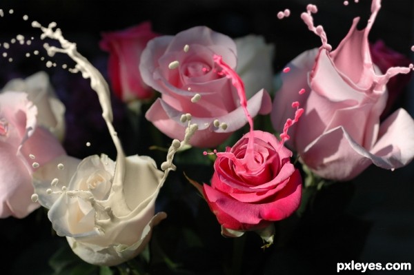 Creation of Splashing Roses: Step 6