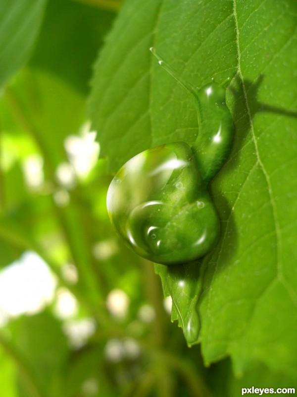 water snail