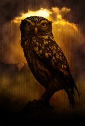 LonelyOwl