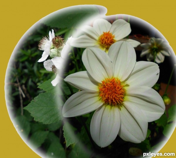 Blackberry&Dahlia flowerball 