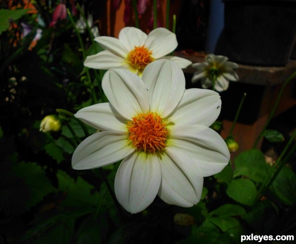 Creation of Blackberry&Dahlia flowerball : Step 2