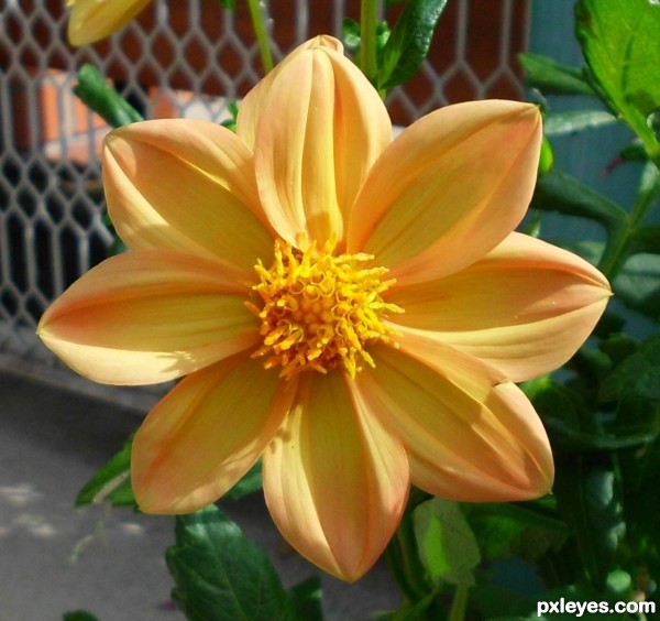 Creation of Blackberry&Dahlia flowerball : Step 3