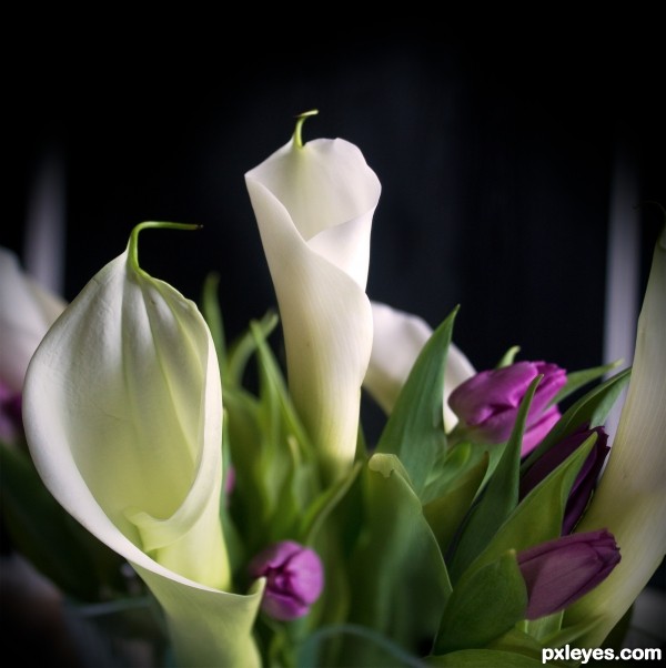 Creation of Calla Lilies: Final Result