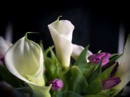 Calla Lilies