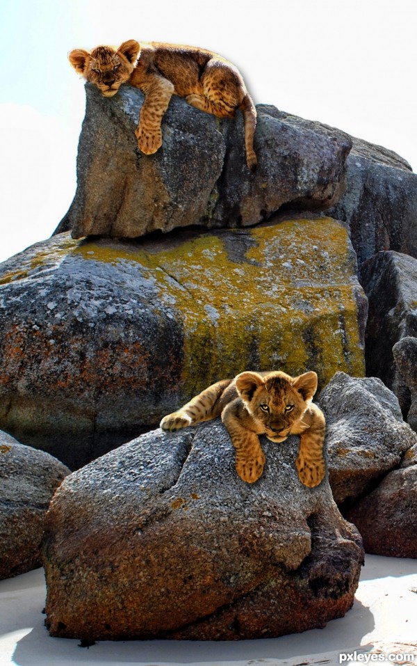 Sun Warming Fuzzies on Rocks