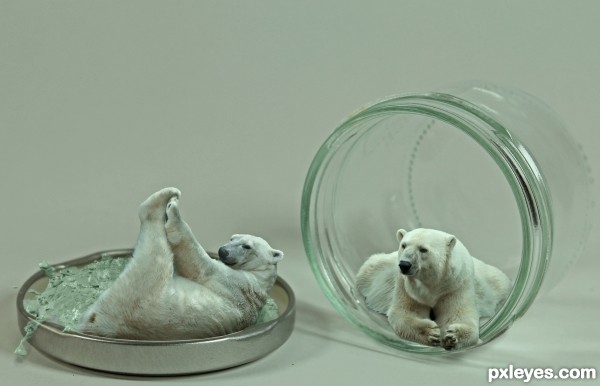 Mini Polar Bears