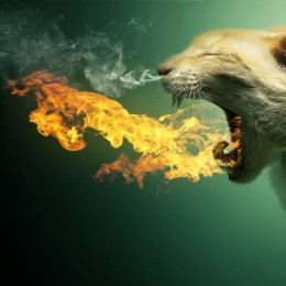 Flaming Cat