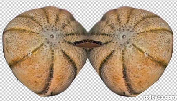 Creation of Cantaloupe Feathers and Orange Eyes: Step 4