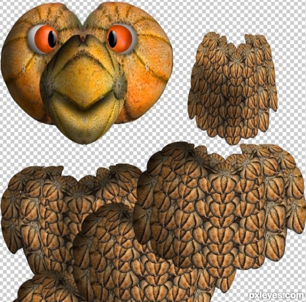 Creation of Cantaloupe Feathers and Orange Eyes: Step 10