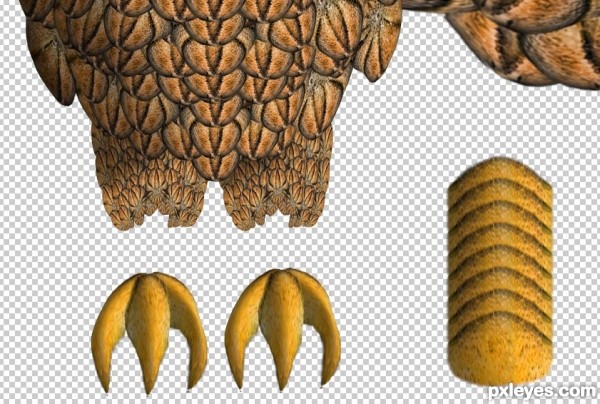 Creation of Cantaloupe Feathers and Orange Eyes: Step 12