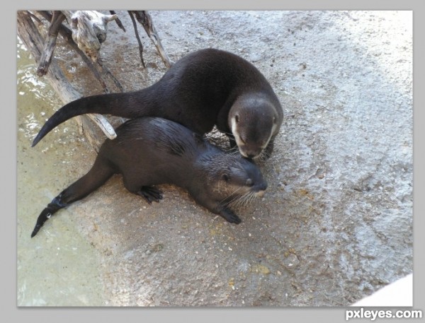 Creation of Box of Otter Kisses: Step 2