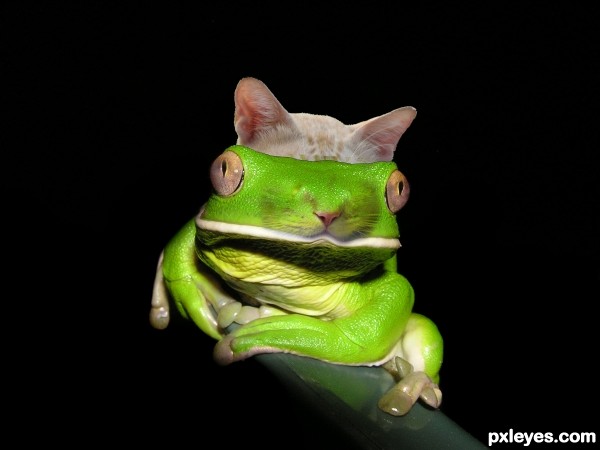 Creation of Catafrogue: Step 2