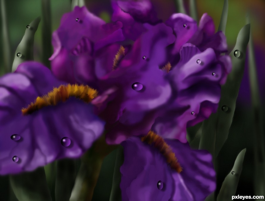 Creation of Digital Iris: Final Result