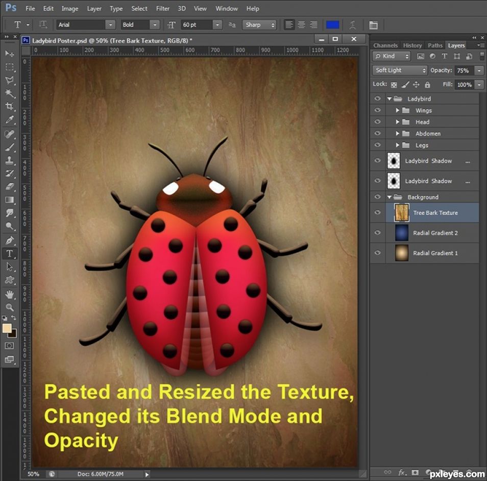 Creation of Ladybird: Step 5