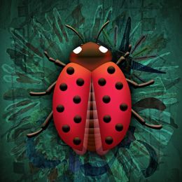 Ladybird