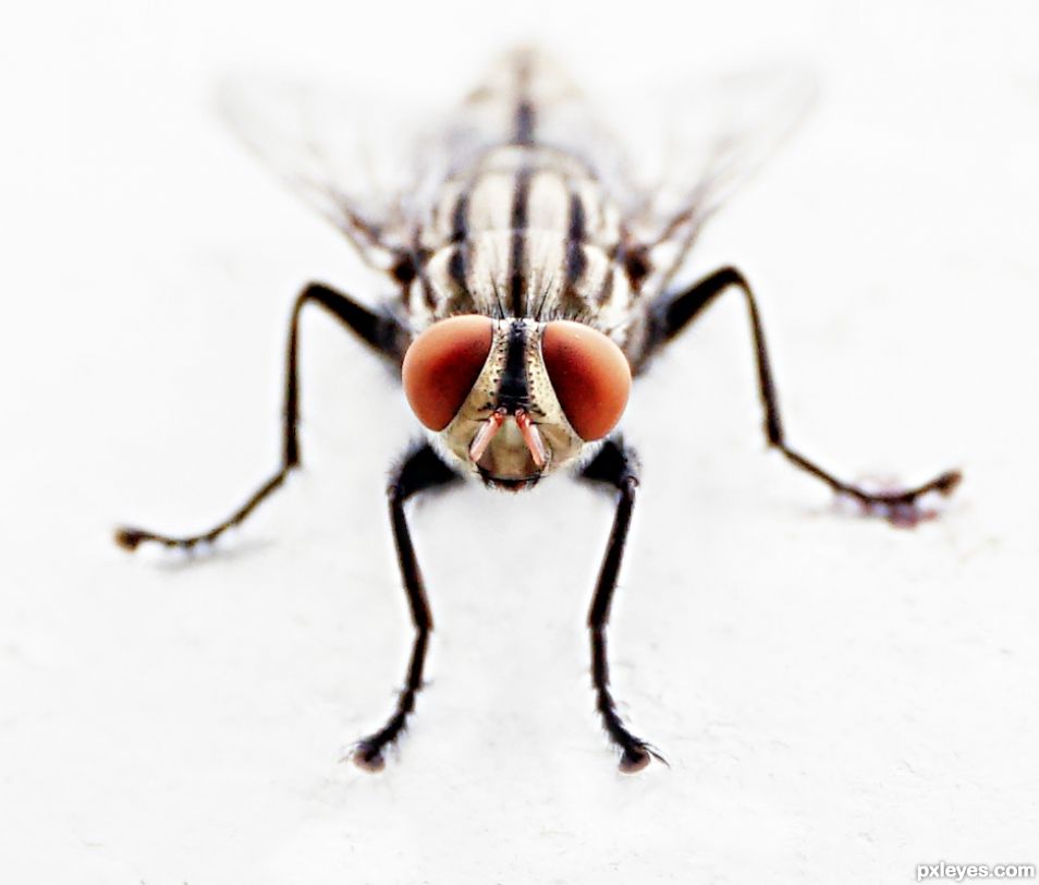 The Fly in High Key