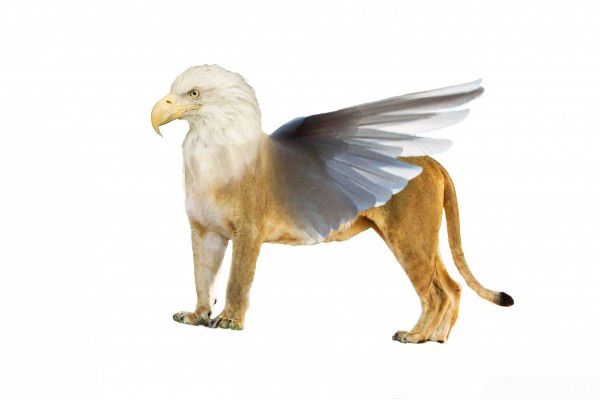 Creation of King of Animals: Step 2
