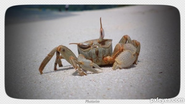 Crab