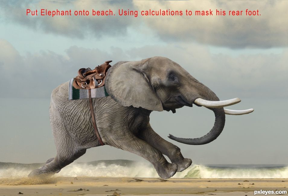 Creation of A Monkey and His Elephant... on a beach... going fast.: Step 12