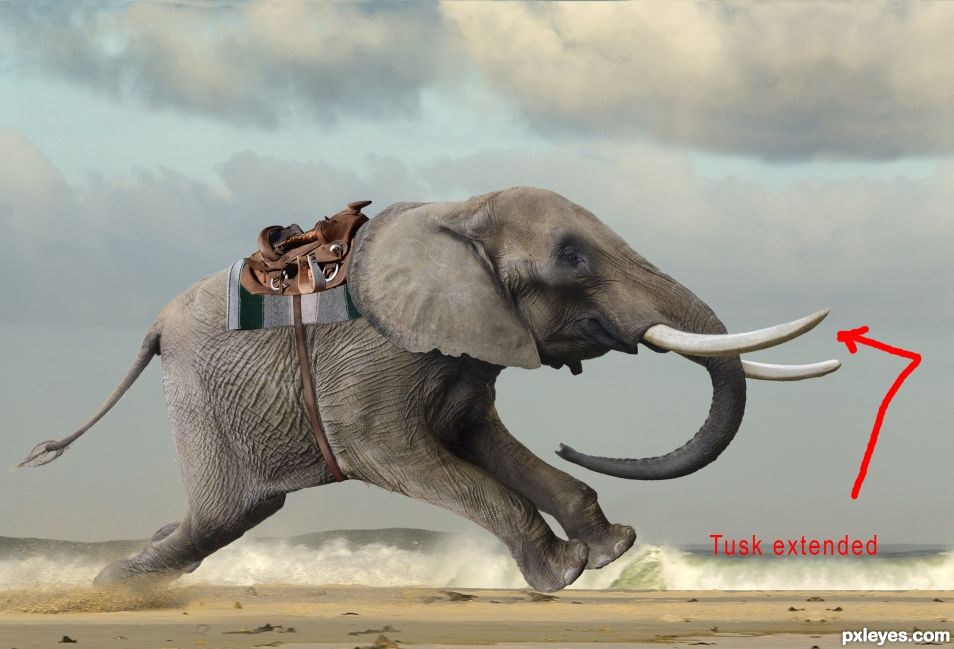 Creation of A Monkey and His Elephant... on a beach... going fast.: Step 14