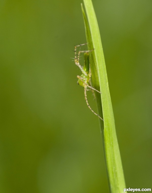 Lawn green