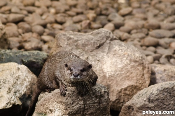 otter