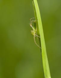 Lawn green Picture