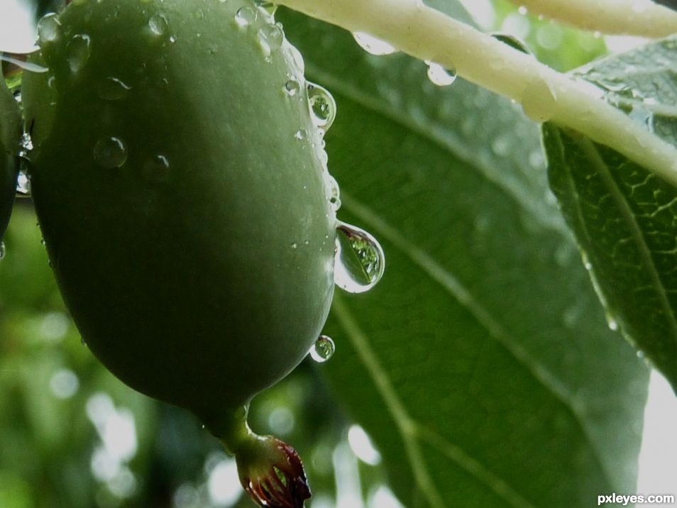 Rainy day in the garden