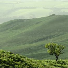 Green over Green Picture