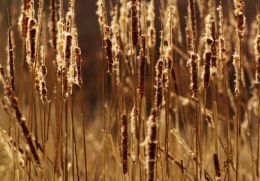 Cattails