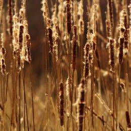 Cattails