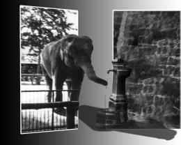 thirsty elephant Picture