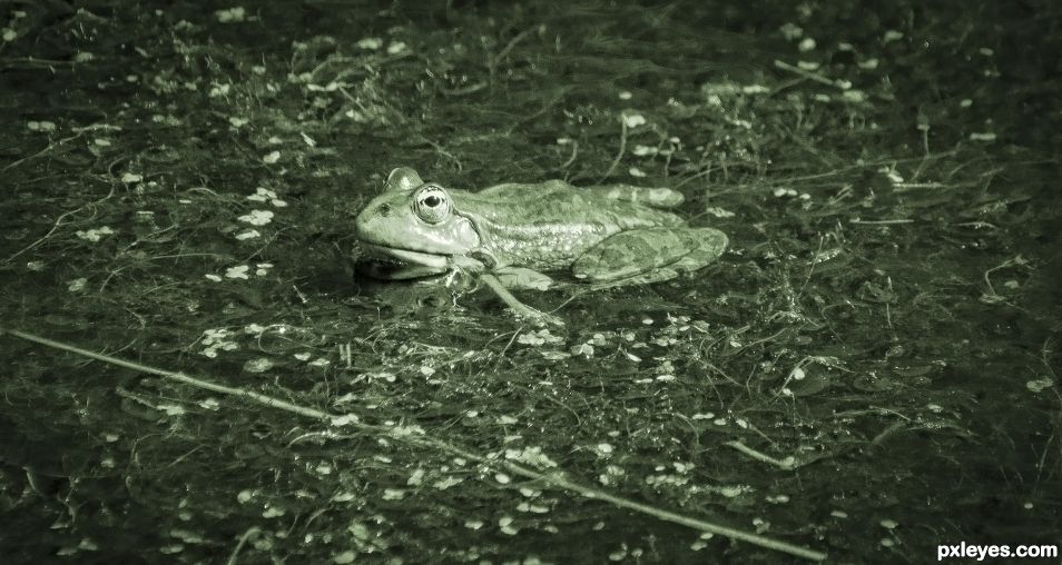 Froggy frog