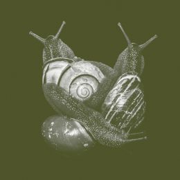 green snail