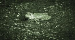 Froggy frog