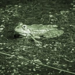 Froggyfrog