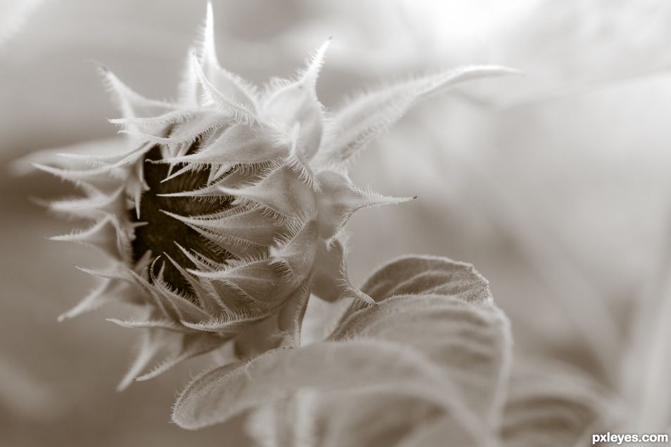 Emerging Sunflower