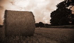 Making Hay