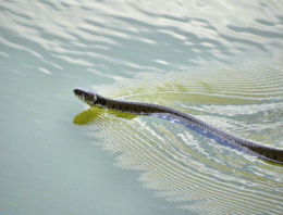 Ringed snake