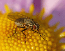 The fly rubs its paws Picture