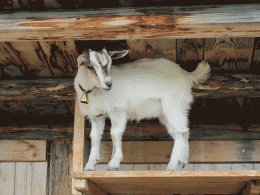 little goat