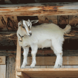 littlegoat