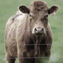 moo photoshop contest