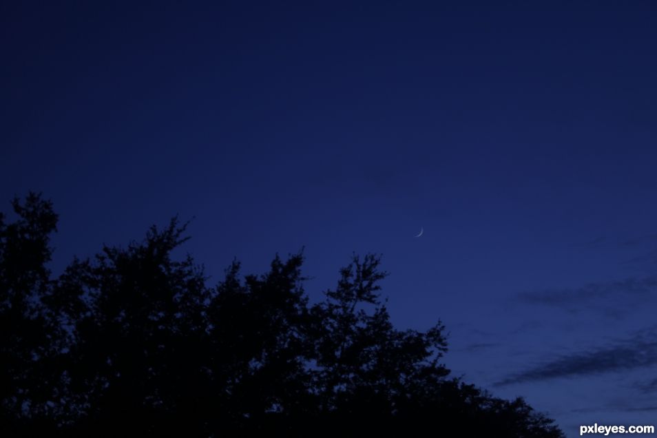 Moon and Trees