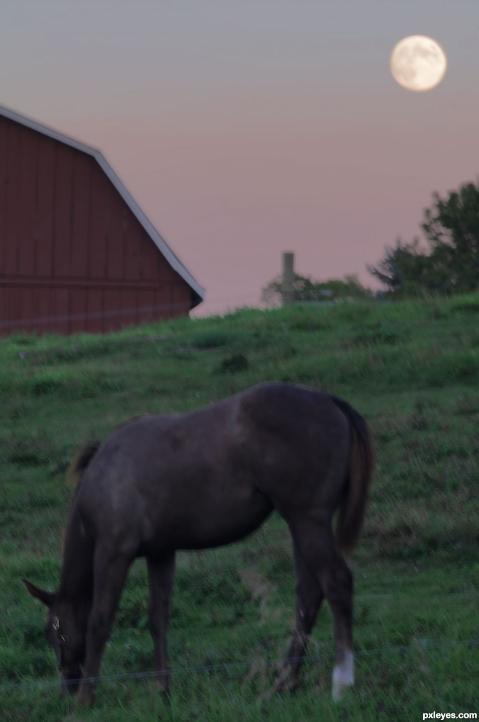 Horse and Moon