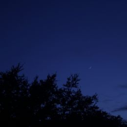 Moon and Trees Picture