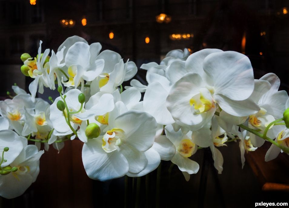 Orchids