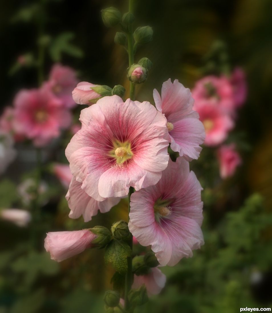 Hollyhocks